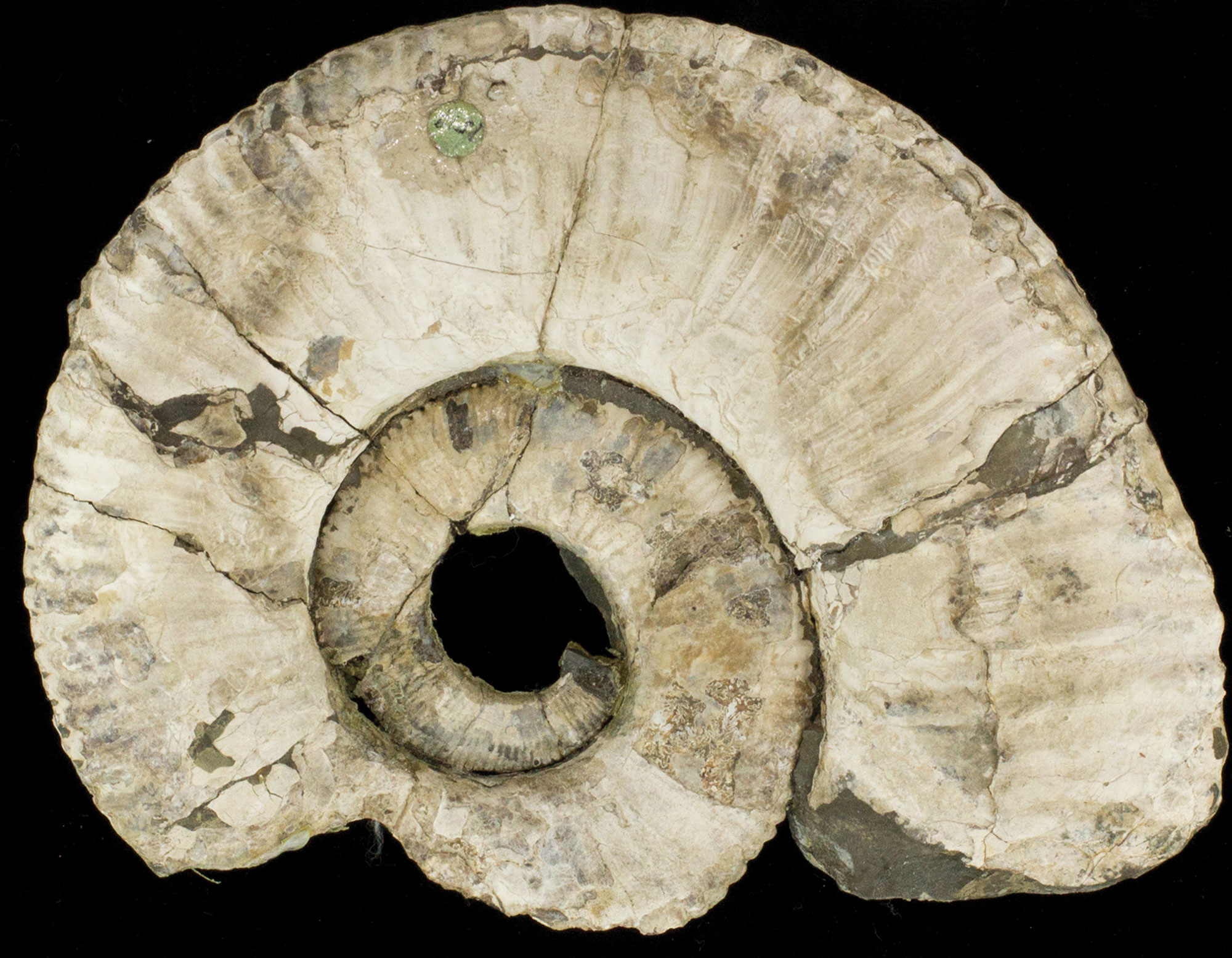 Photo of an ammonite shell