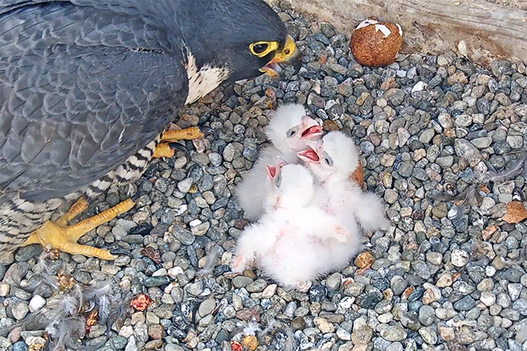 Photo of Annie, the mother falcon, with three fuzzy white babies, beaks agape.