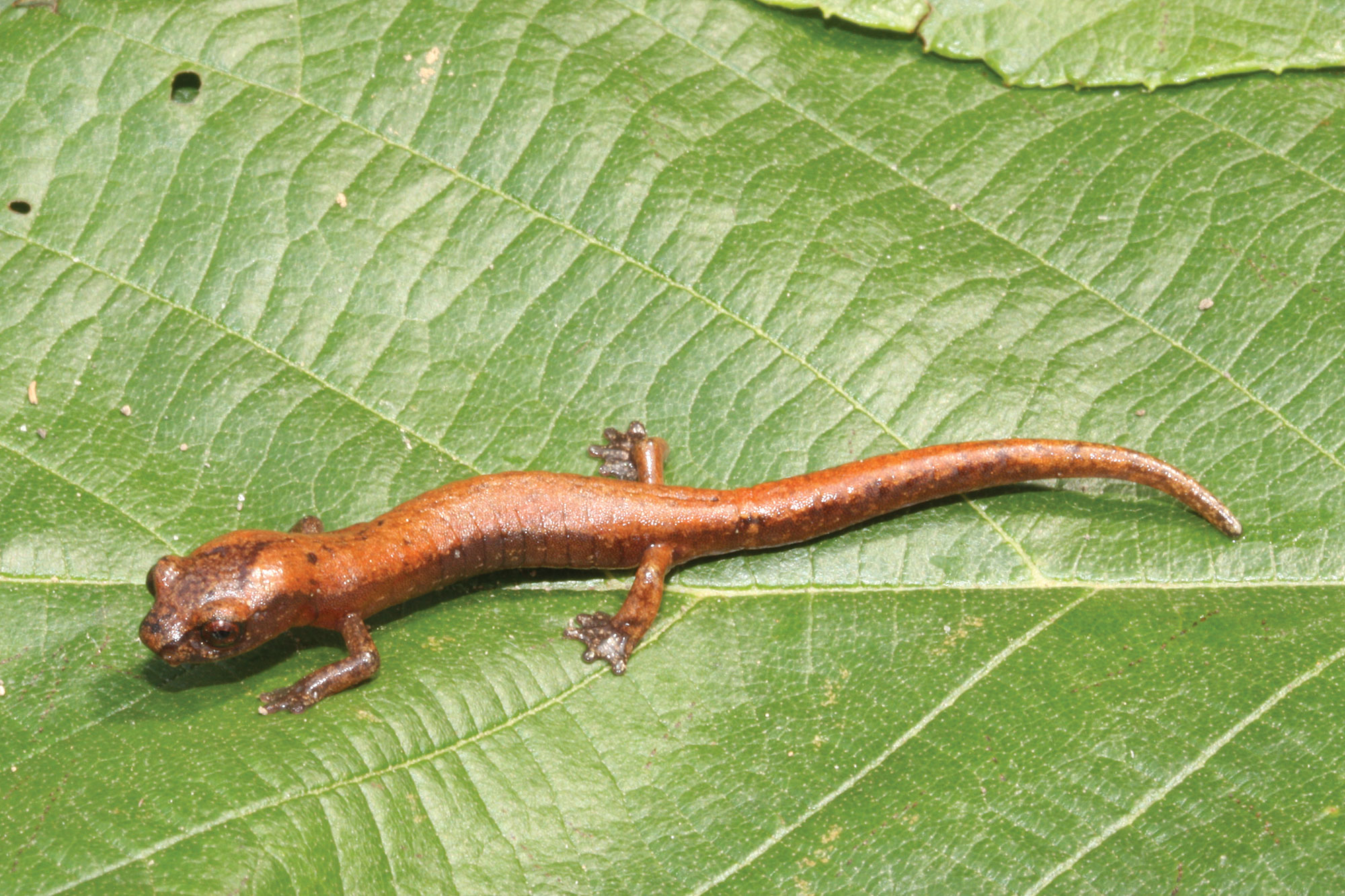 Photo of an orange salamander on a green leaf