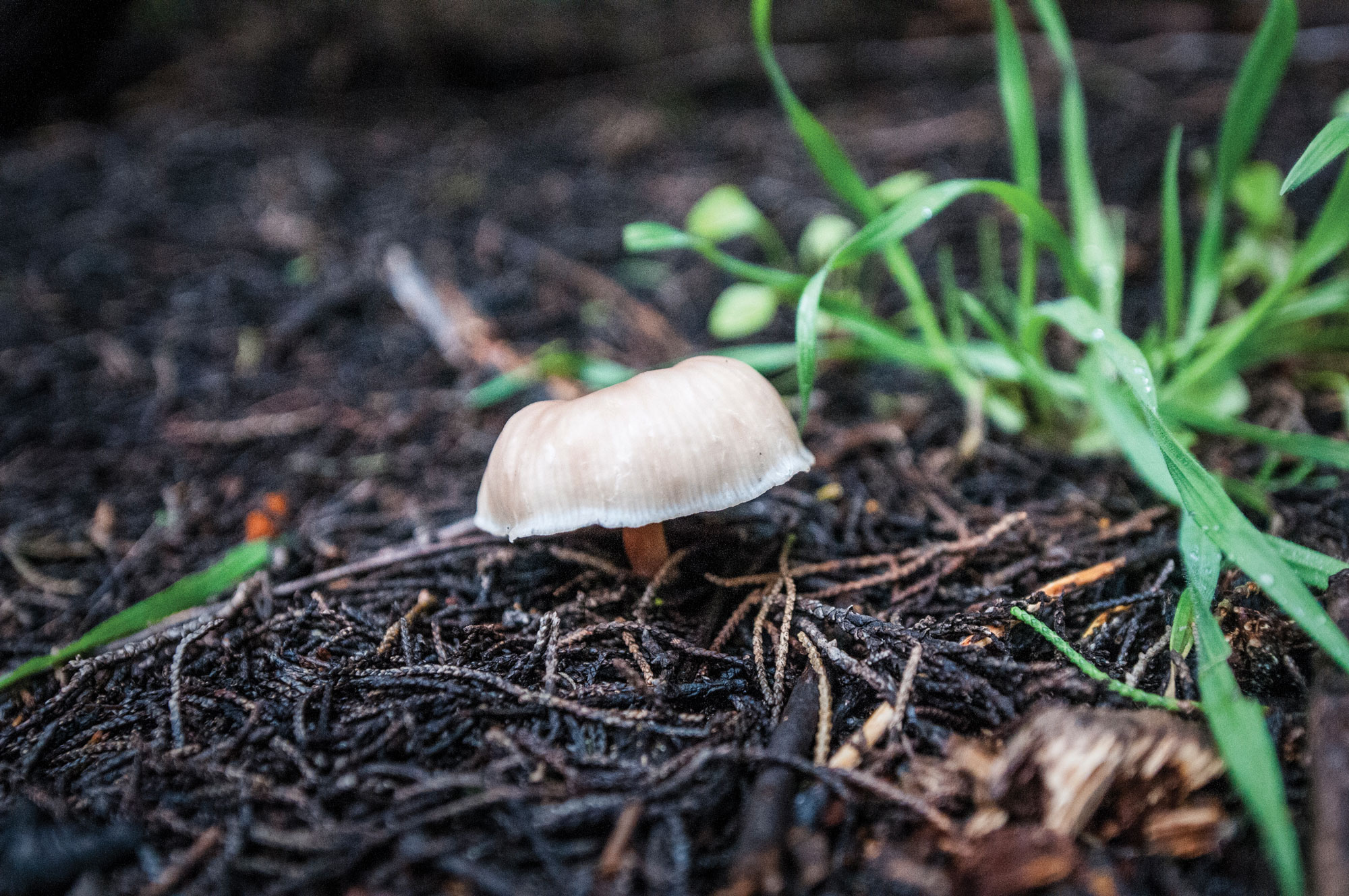 Photo of a tiny forest mushroom.