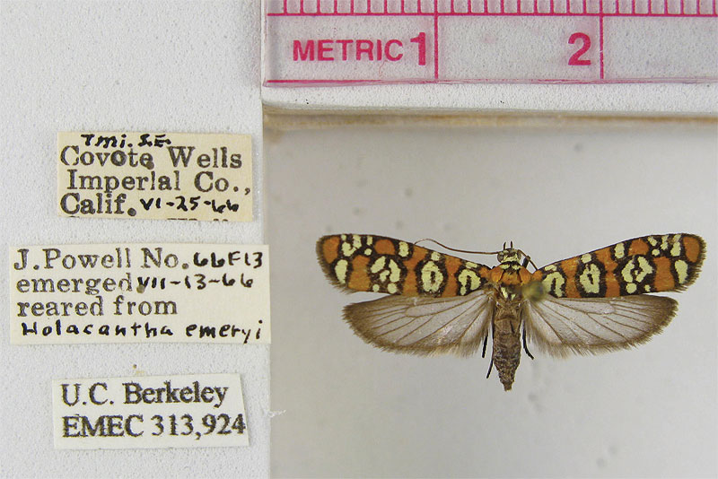 Close-up photo of an orange, yellow, and brown moth sample in a museum case, below a ruler measuring it as less than three centimeters