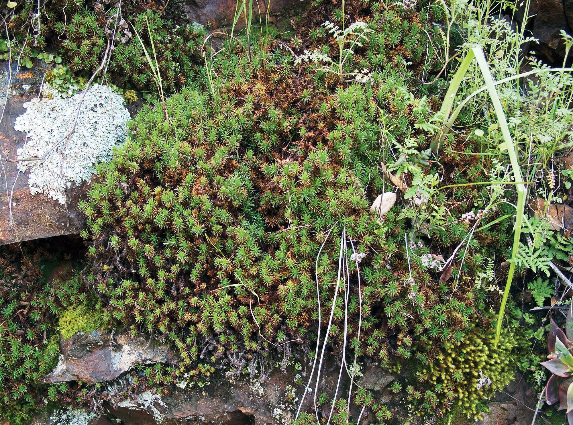 Photo of green and white vegetation