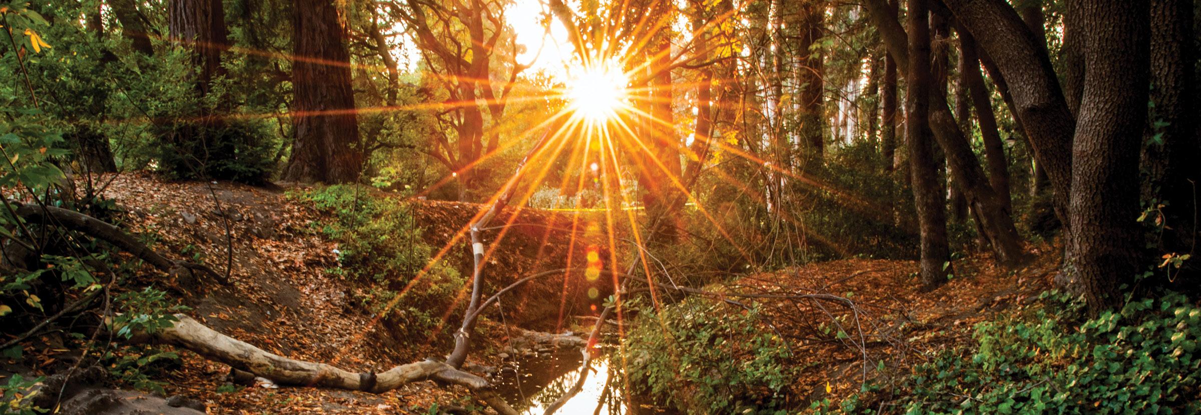 Photo of Strawberry Creek at dusk, with rays of light from the setting sun bursting through the trees