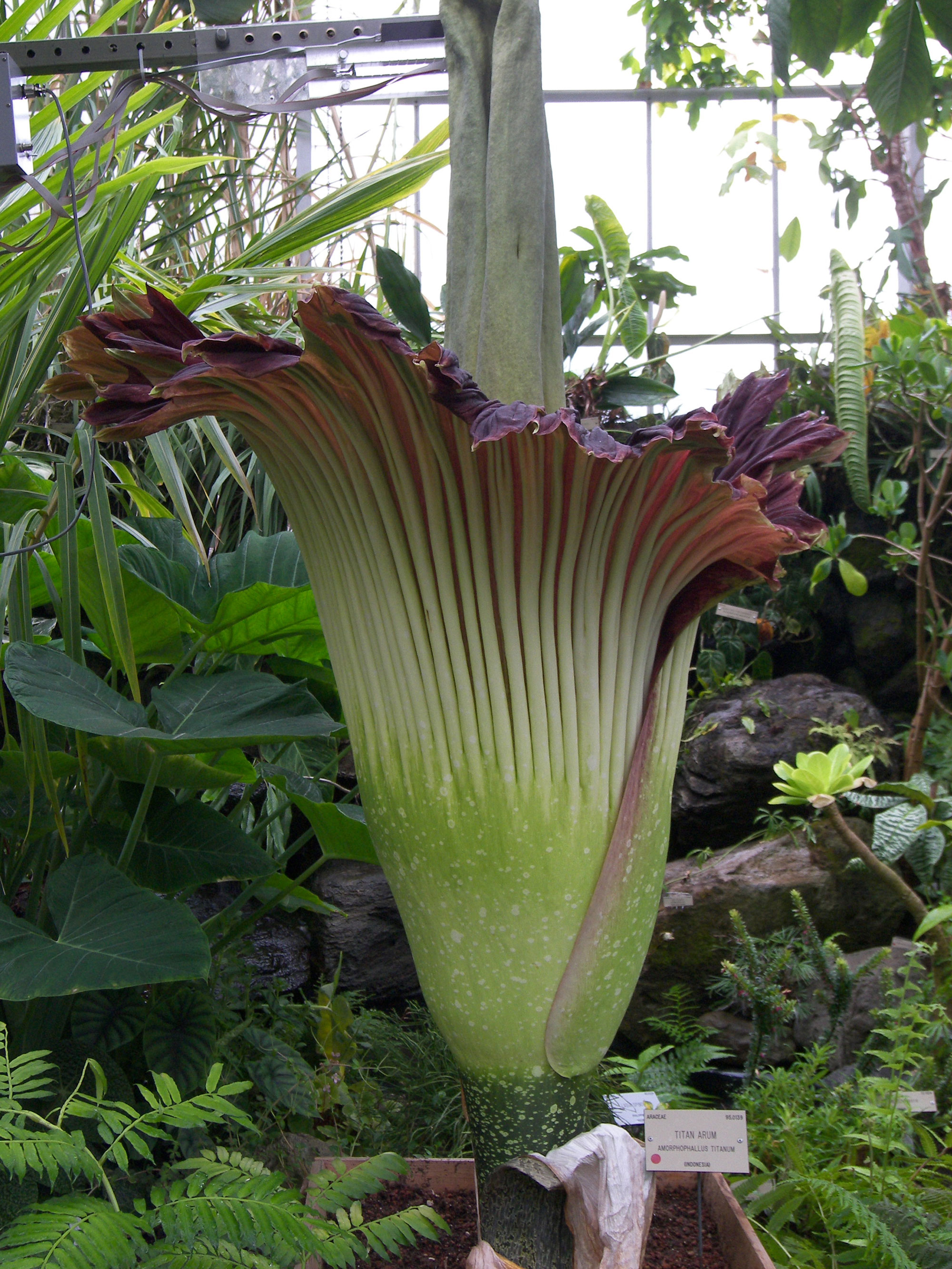 Photo of a large green and reddish flower growing around a large protuberance