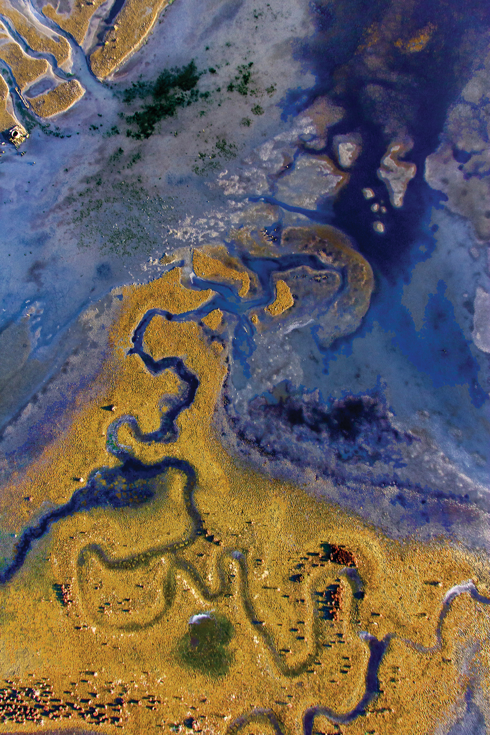An aerial photo of a salt pond showing bold, abstract natural shapes, such as a long, squiggly line of blue winding its way through bright gold.