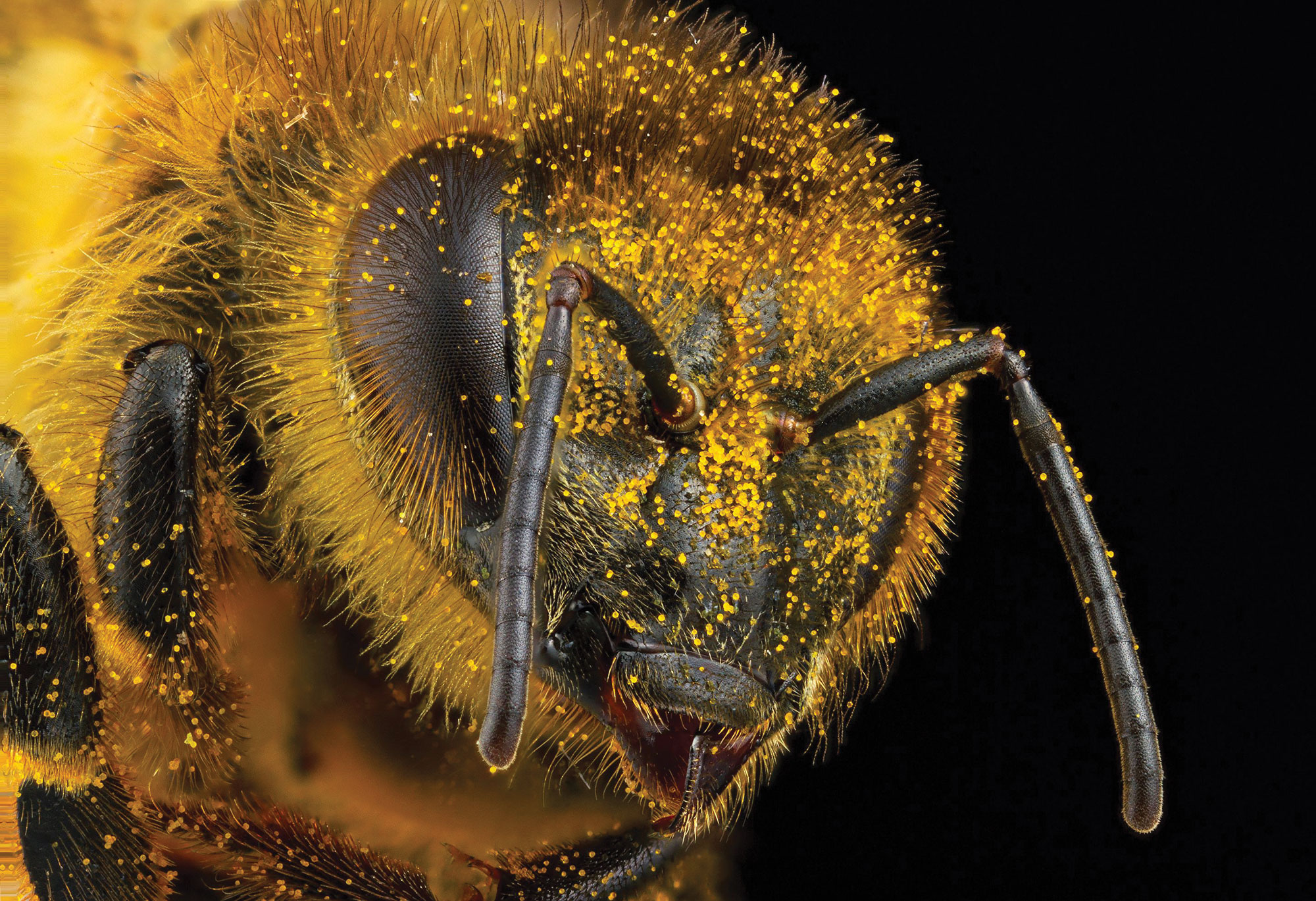 Detailed photo of a bee's head showing its eyes, antenna, and pollen-laced hair.