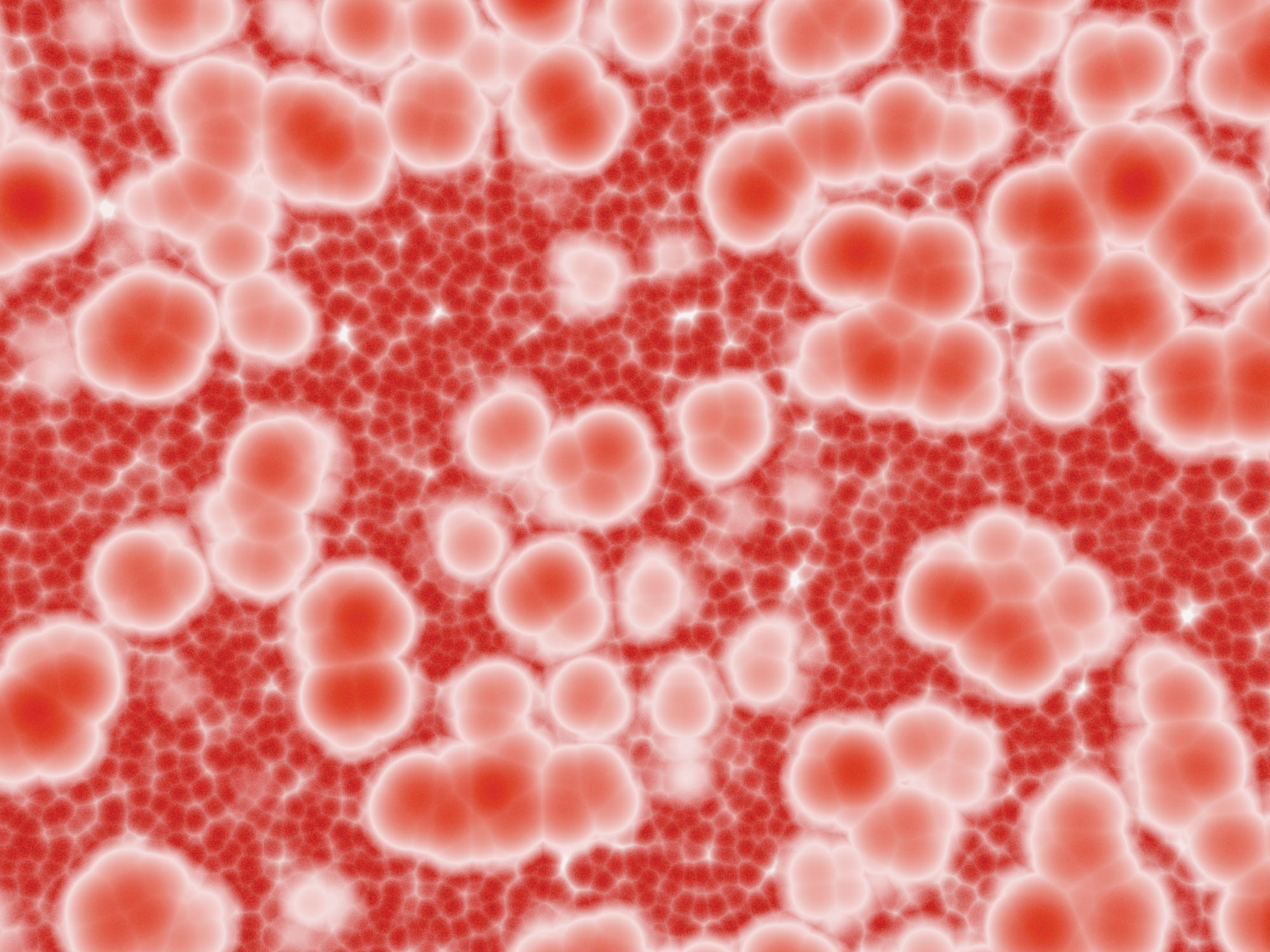 A magnified photo of masses of circular red blood cells