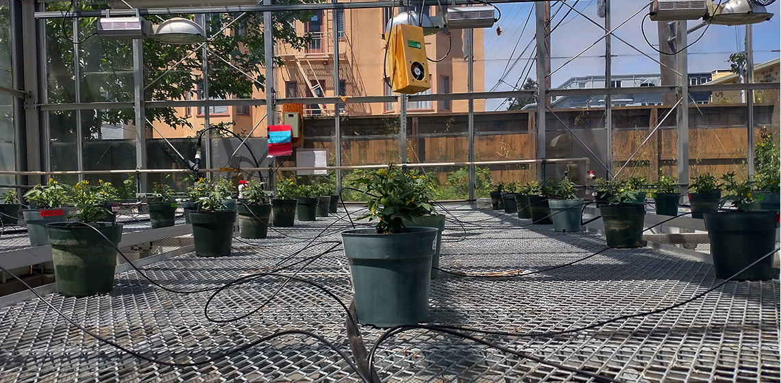 Photo taken at ground level of a glass-walled greenhouse showing small green pots with young tomato plants.