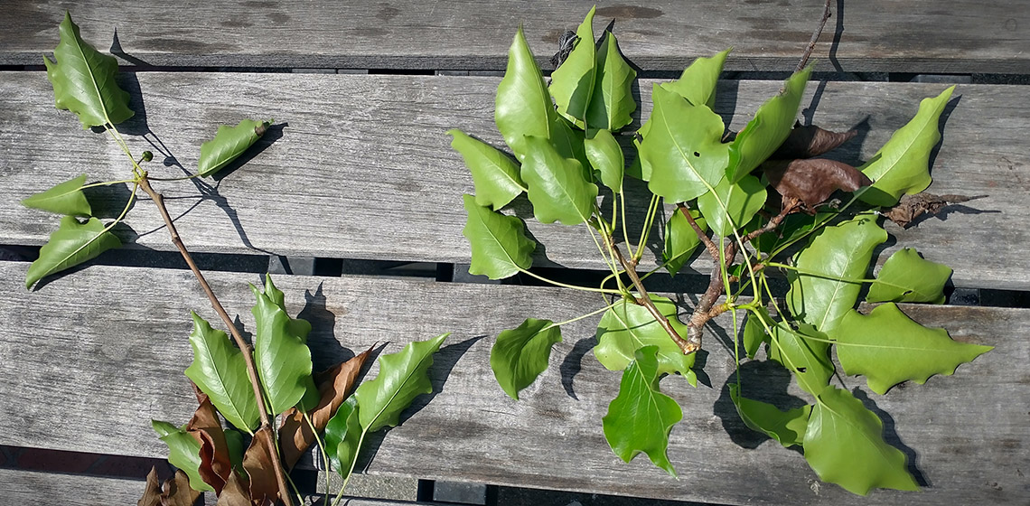 Photo of two branches with scalloped, triangular leaves — some green and some brown.