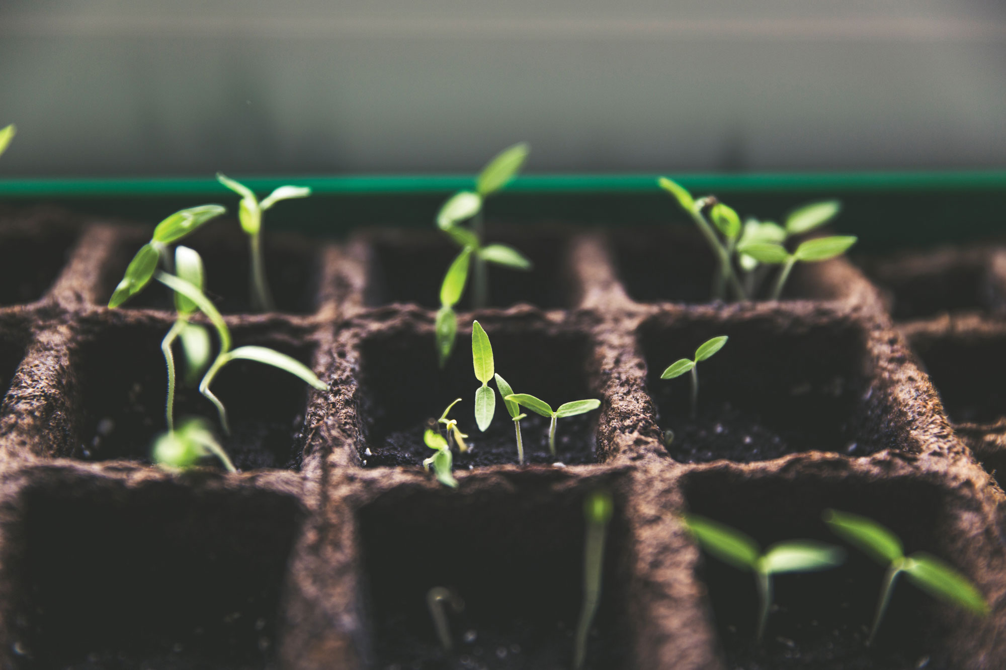 Photo of tiny green seedlings.