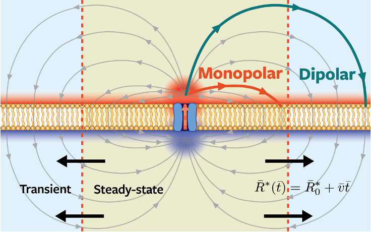 Color illsutration of the membrane channel