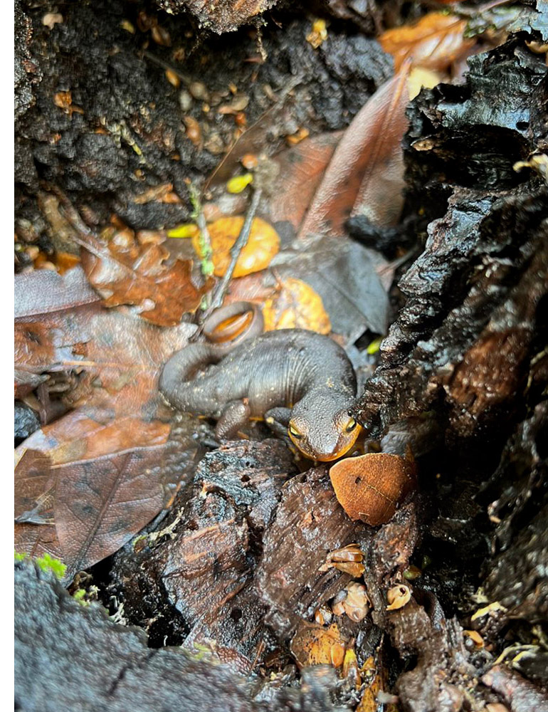 Photo of a brown newt blending into its wet, woody, leaf-strewn background.