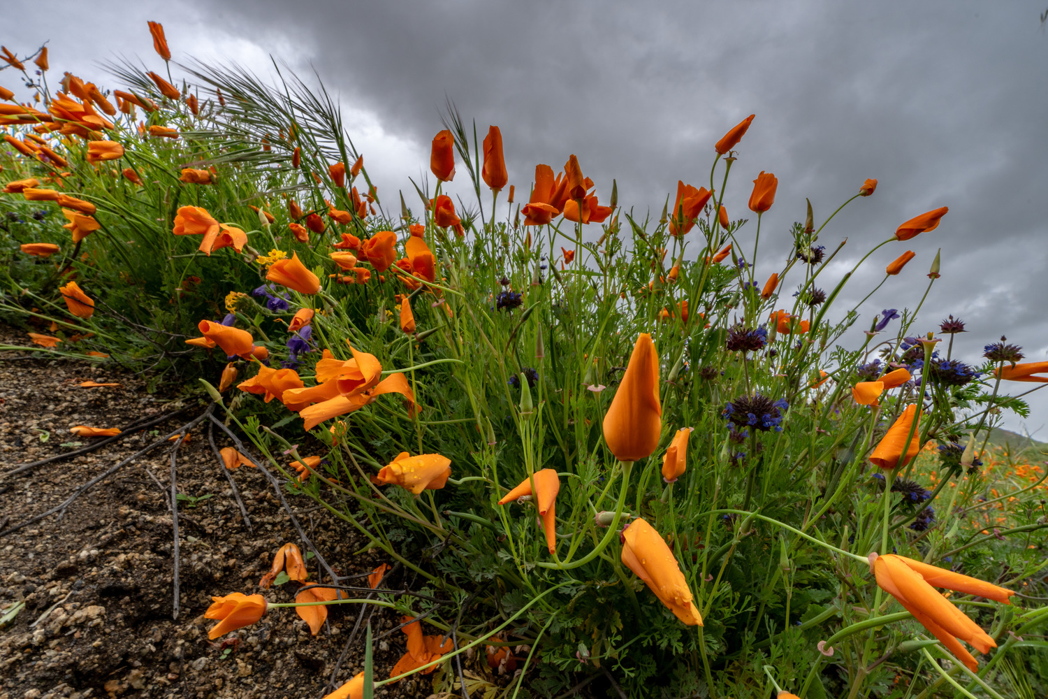 Bernasconi Undeveloped Group Camp campsite photo 2 - Lake Perris SRA, California