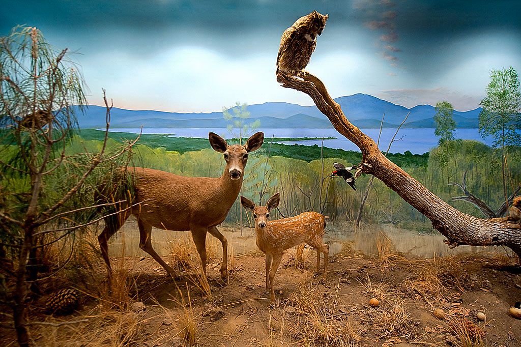 Cabin Colony campsite photo 1 - Clear Lake SP Cabins, California