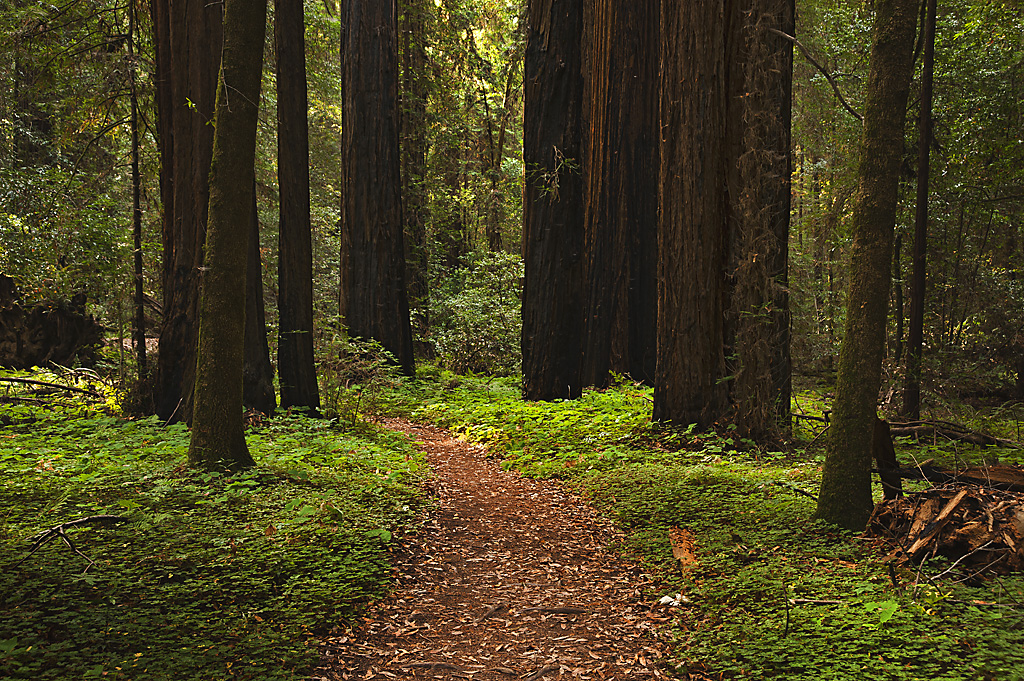 Cabin Colony campsite photo 8 - Hendy Woods SP, California