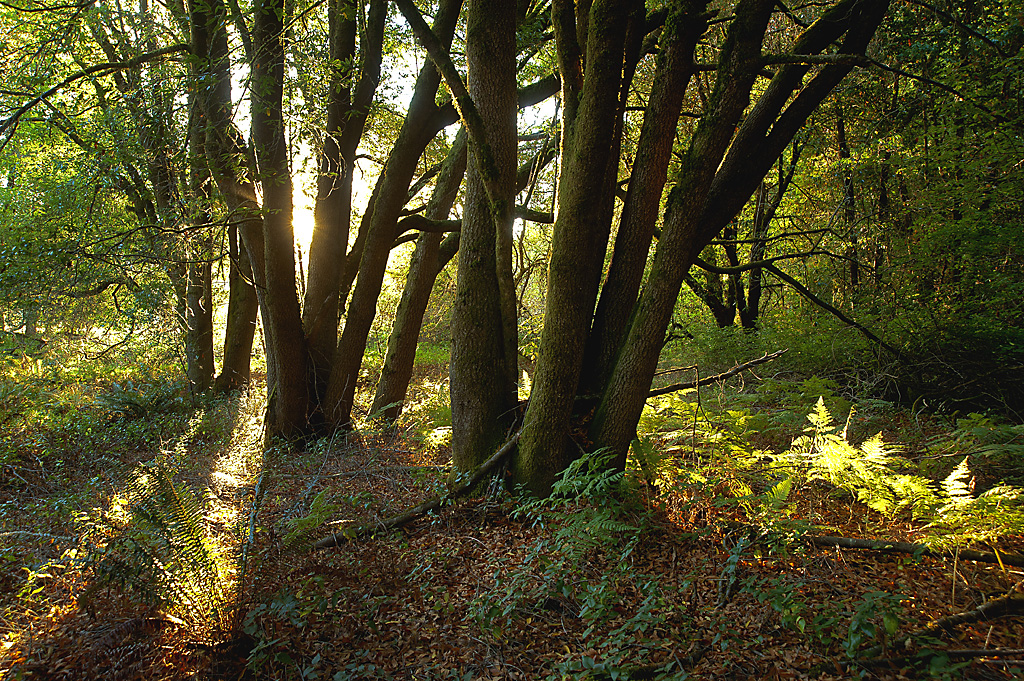 Cabin Colony campsite photo 7 - Hendy Woods SP, California