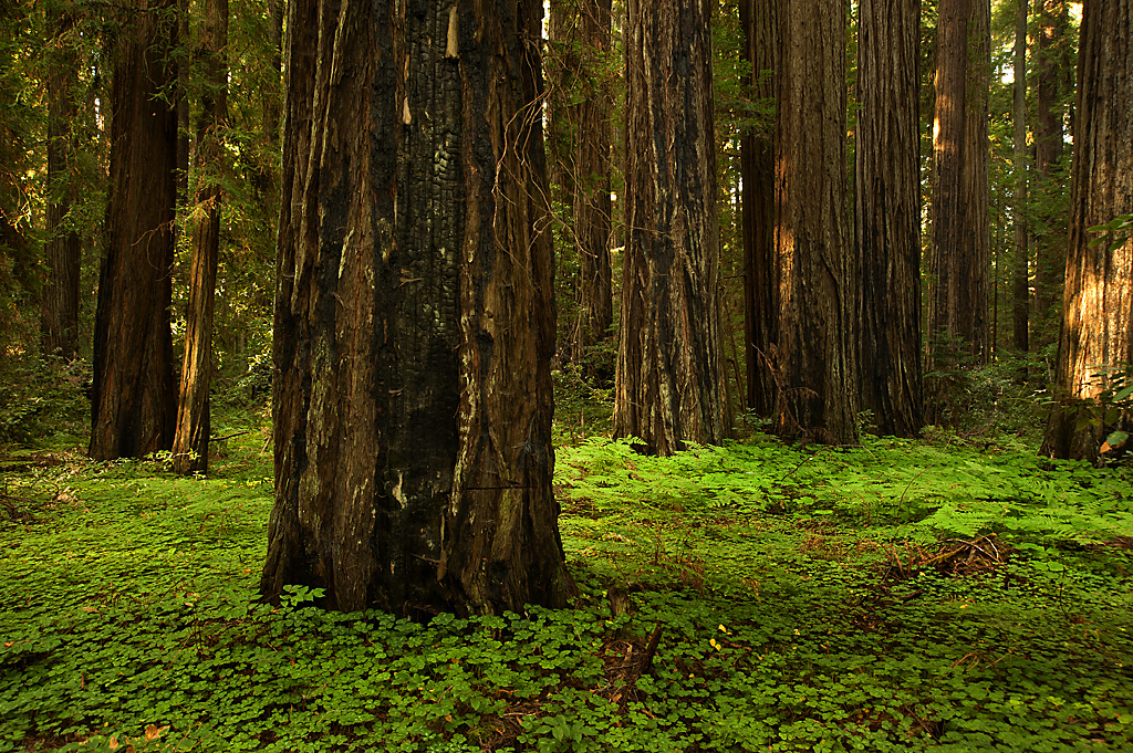 Cabin Colony campsite photo 5 - Hendy Woods SP, California