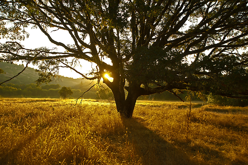 Cabin Colony campsite photo 2 - Hendy Woods SP, California