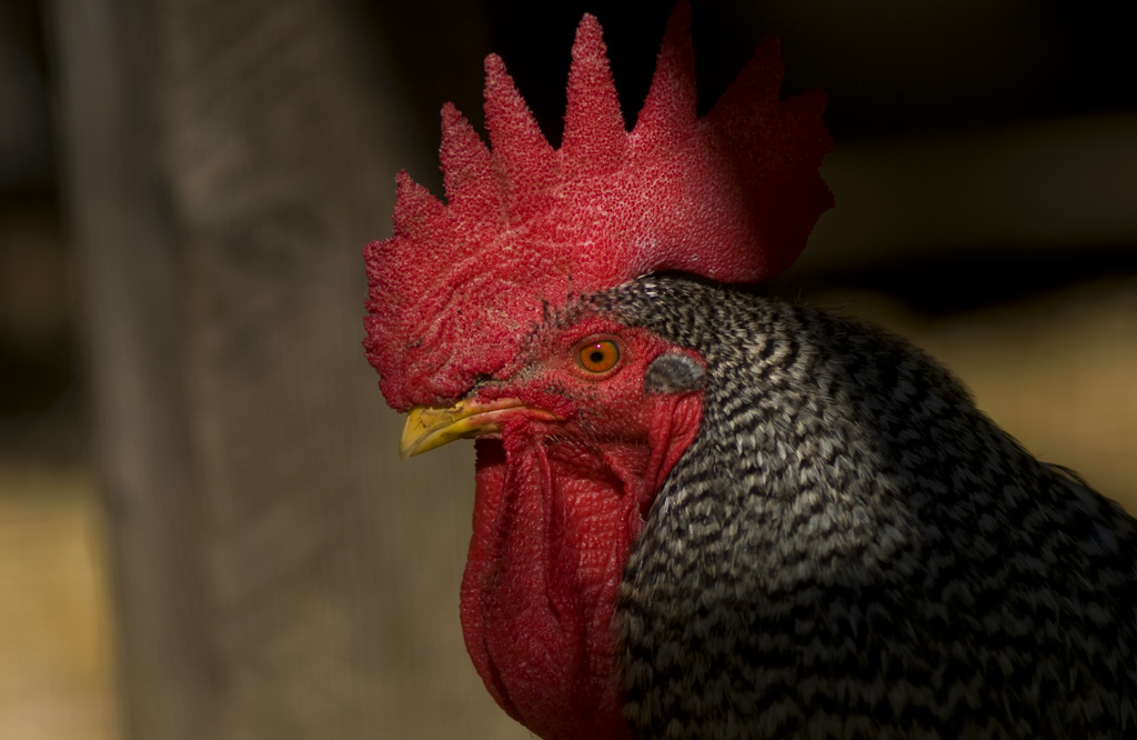 Cottage Colony campsite photo 1 - Columbia SHP Hotels and Cottages, California