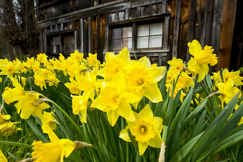 Cottage Colony campsite photo 8 - Columbia SHP Hotels and Cottages, California