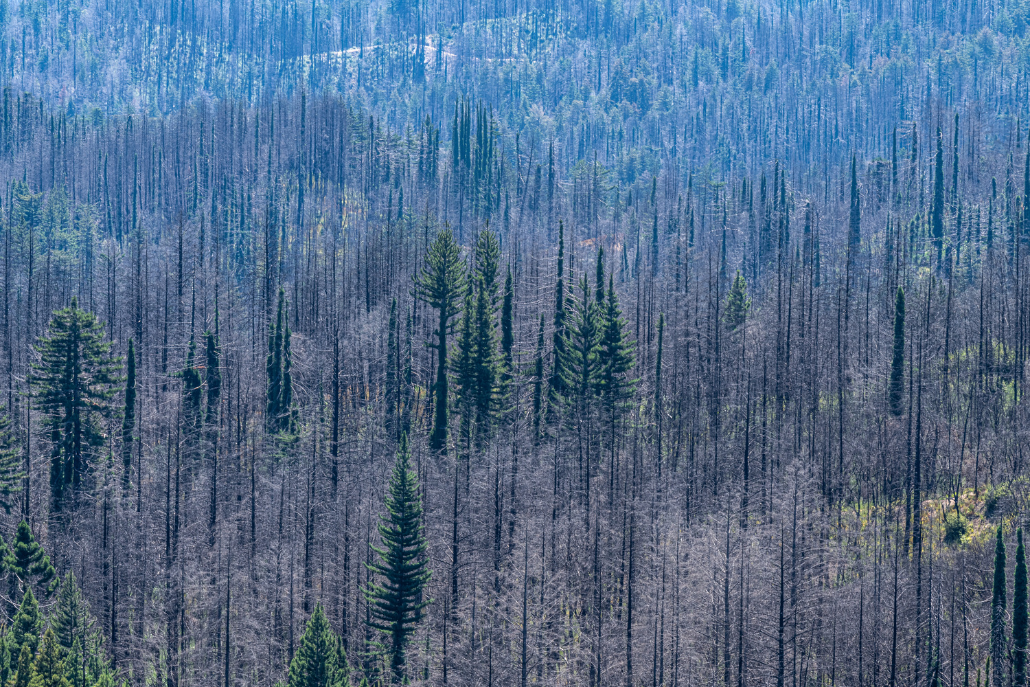 Creekside Area campsite photo 7 - Little Basin State Park, California