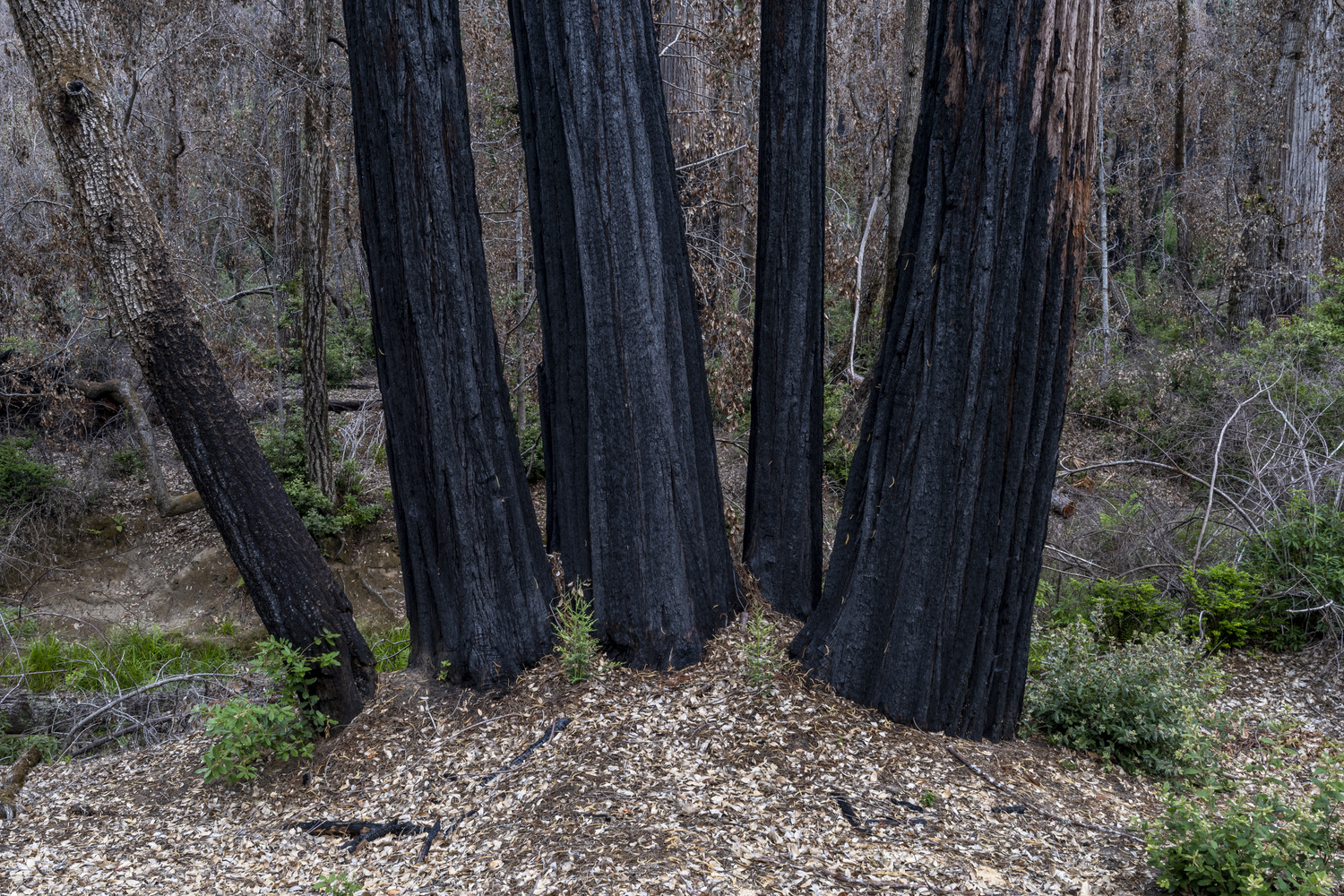 Creekside Area campsite photo 5 - Little Basin State Park, California