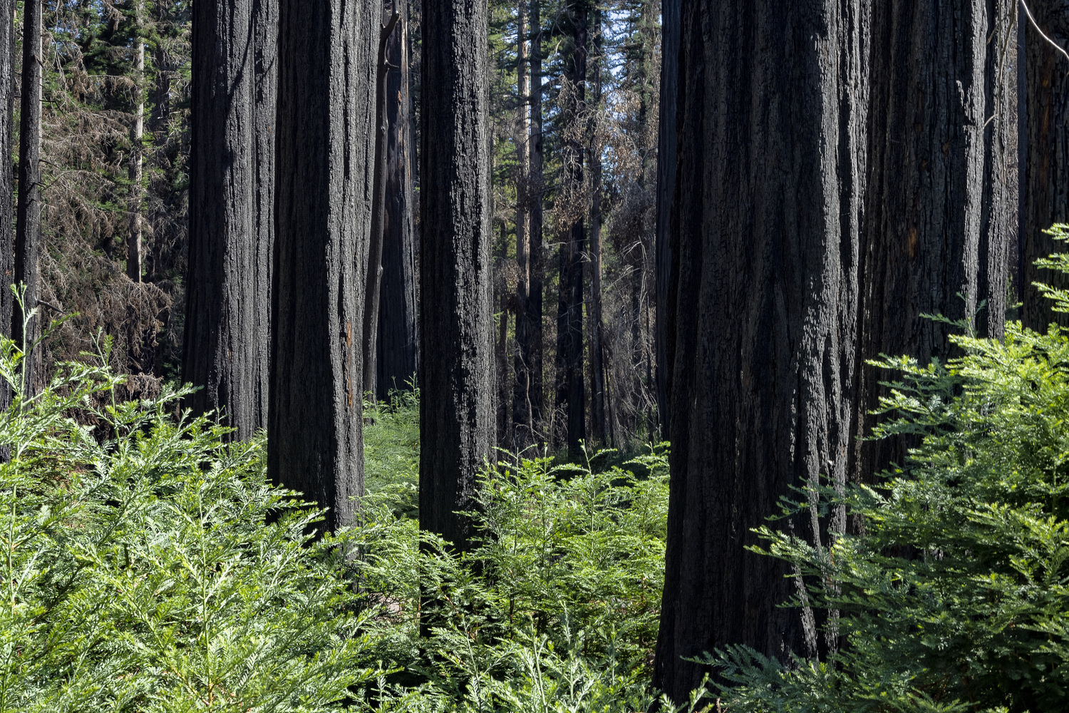 Creekside Area campsite photo 4 - Little Basin State Park, California