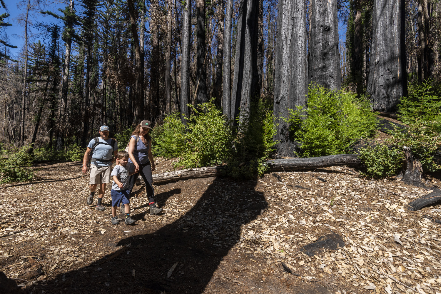 Creekside Area campsite photo 1 - Little Basin State Park, California