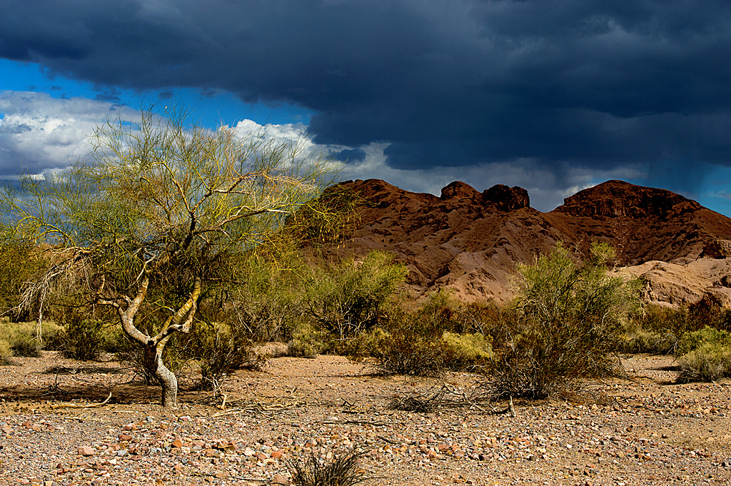 Drive-In Group Site campsite photo 6 - Picacho SRA, California