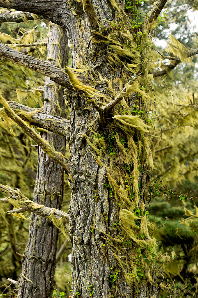 Group Camping Area campground at Russian Gulch SP, California