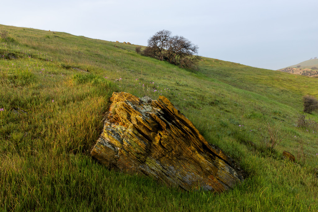 Group Sites campsite photo 4 - San Luis Reservoir SRA, California