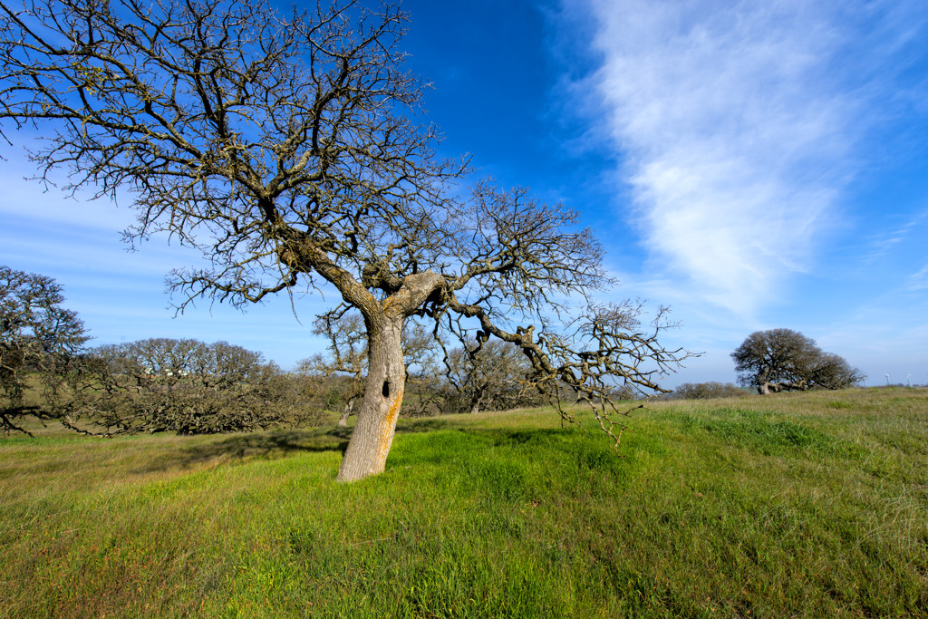 Group Sites campsite photo 3 - San Luis Reservoir SRA, California