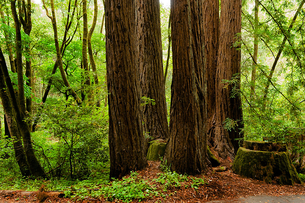 Madrone Group Camping campsite photo 7 - Samuel P. Taylor SP, California