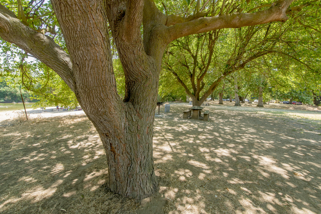 Mcconnell Campground campsite photo 4 - Mcconnell SRA, California