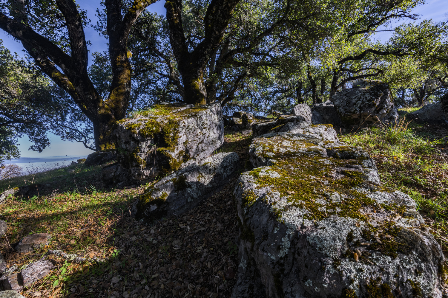 Oak Point Campground campground at Fremont Peak SP, California