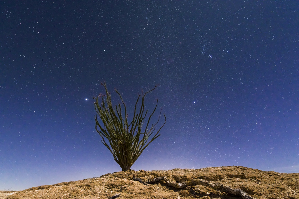 Tamarisk Grove Campground
