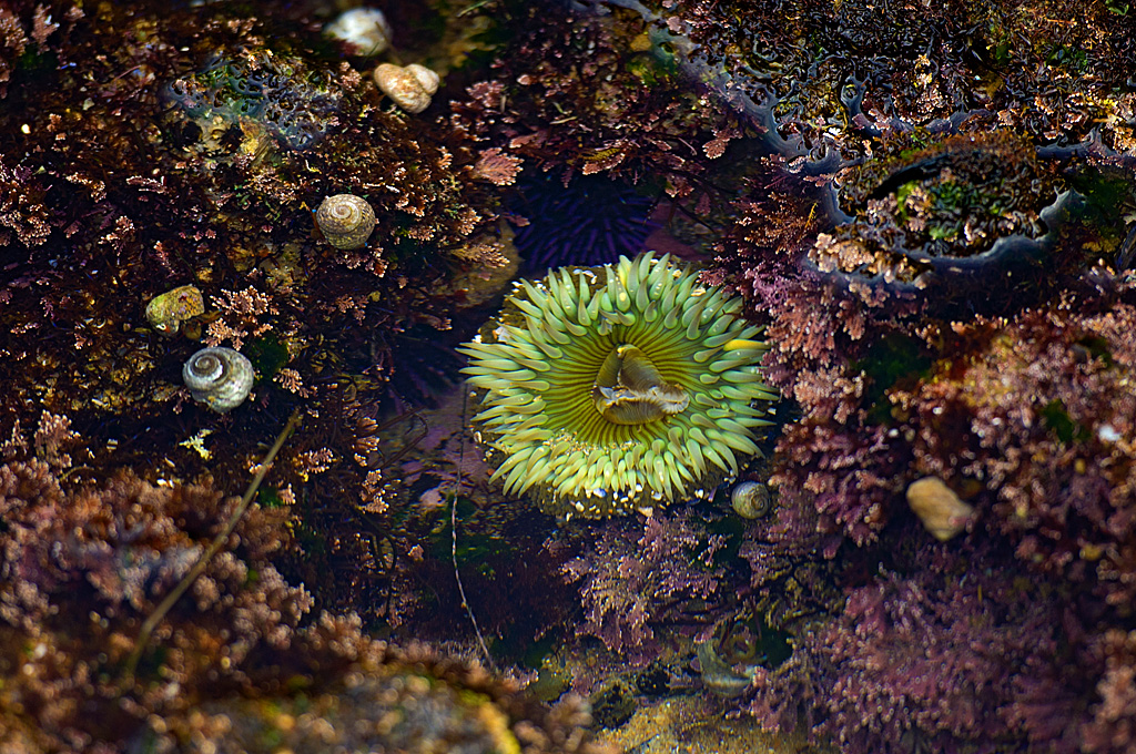 Upper Moro Campground campsite photo 4 - Crystal Cove SP Moro Campground, California