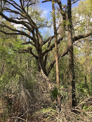 Adams Tract campsite photo 4 - Suwannee River Wilderness Trail, Florida
