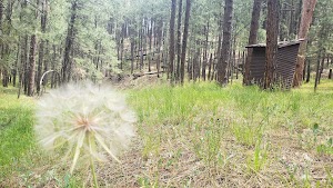 Cabin Loop campsite photo 4 - Lafayette Blue Springs State Park, Florida