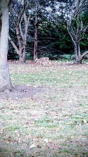 Loop C campsite photo 2 - Rainbow Springs State Park, Florida