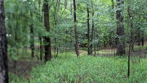 Loop B campsite photo 4 - Collier-Seminole State Park, Florida
