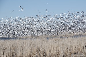Loop BAYS campground near Big Pine Key, Florida