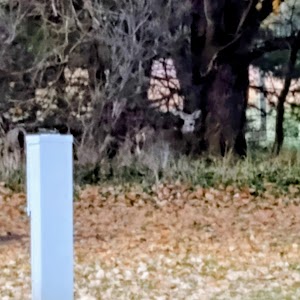 Loop C campsite photo 3 - Ross Prairie Trailhead and Campground, Florida