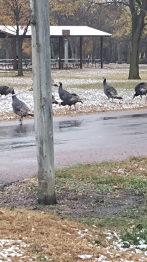 Loop C campsite photo 5 - Ross Prairie Trailhead and Campground, Florida