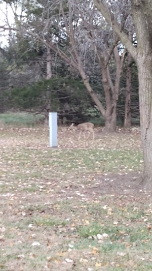 Loop C campground at Henderson Beach State Park, Florida