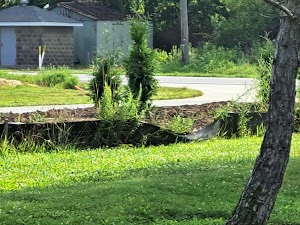 Loop LMRE campsite photo 3 - Little Manatee River State Park, Florida