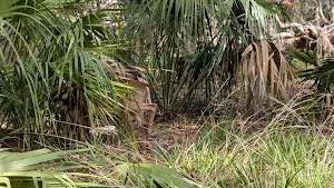 Loop MAG2 campground near Chiefland, Florida