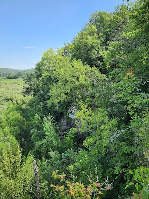 Loop P campsite photo 4 - Ross Prairie Trailhead and Campground, Florida