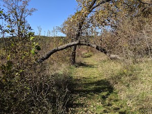 Loop PPCG campsite photo 2 - Paynes Prairie Preserve State Park, Florida