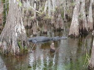 Loop TITI campground near Holt, Florida